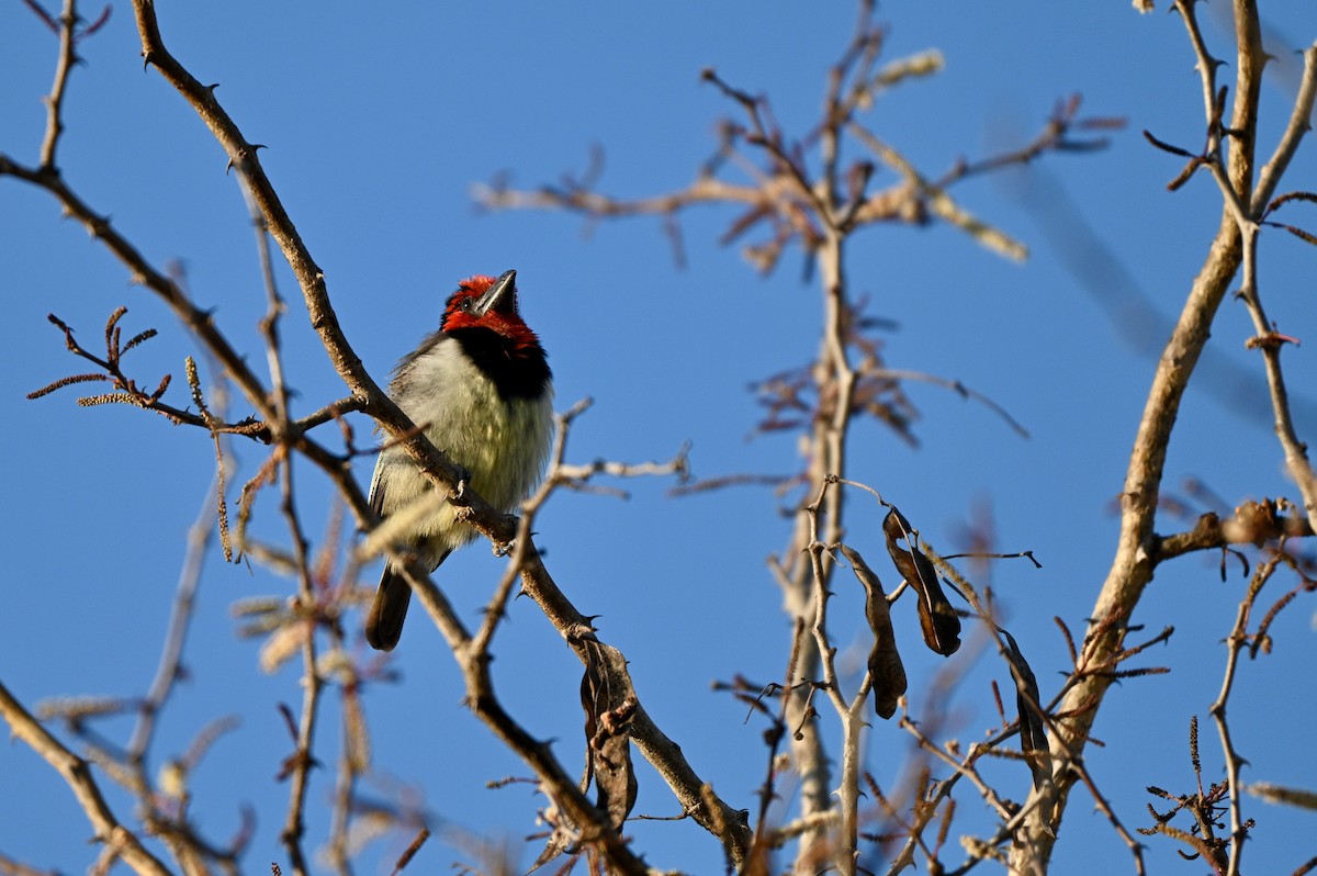 Black-collared Barbet - ML624069524