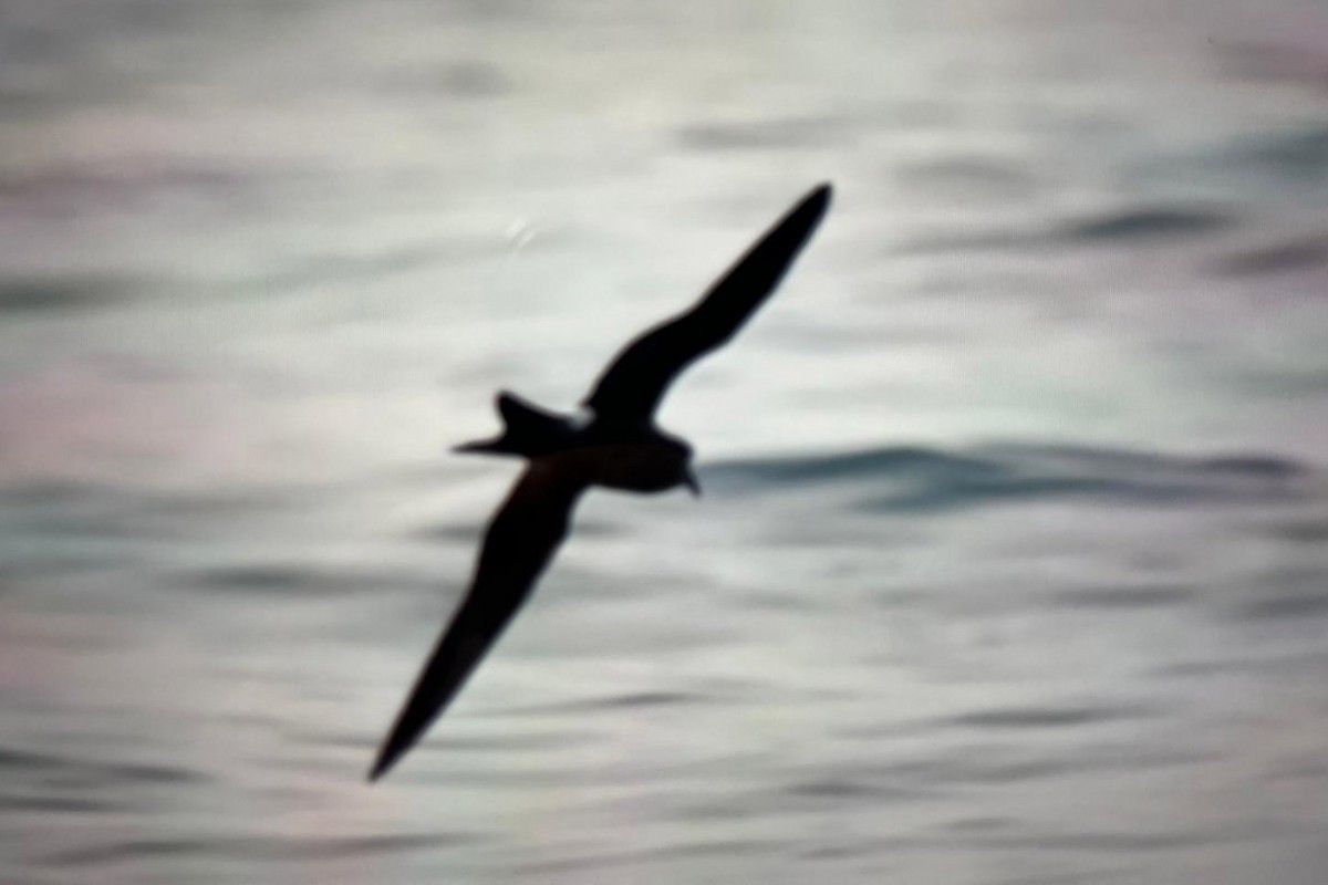 Leach's Storm-Petrel - ML624069526