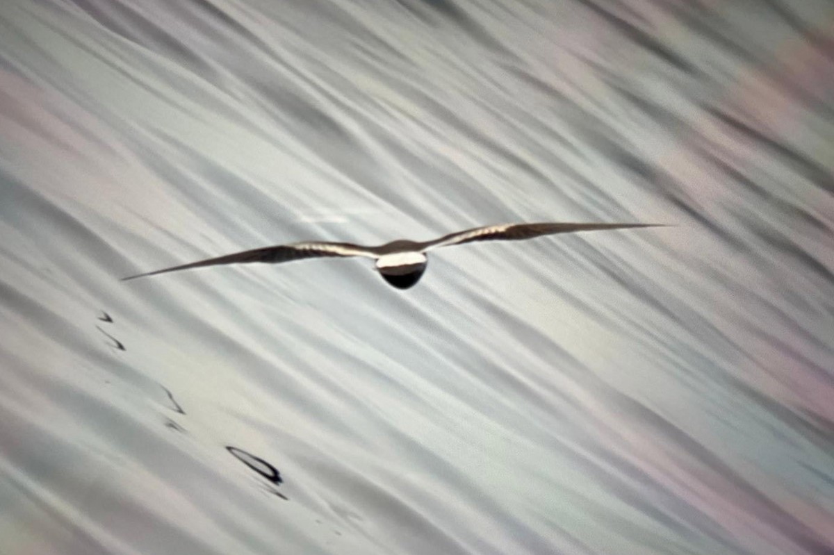 Leach's Storm-Petrel - Georg Schreier Birdwatching Algarve