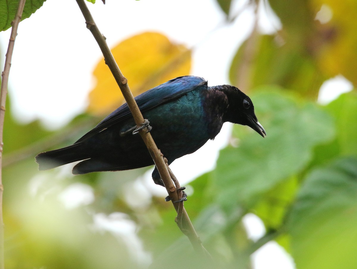 Purple-headed Starling - ML624069558