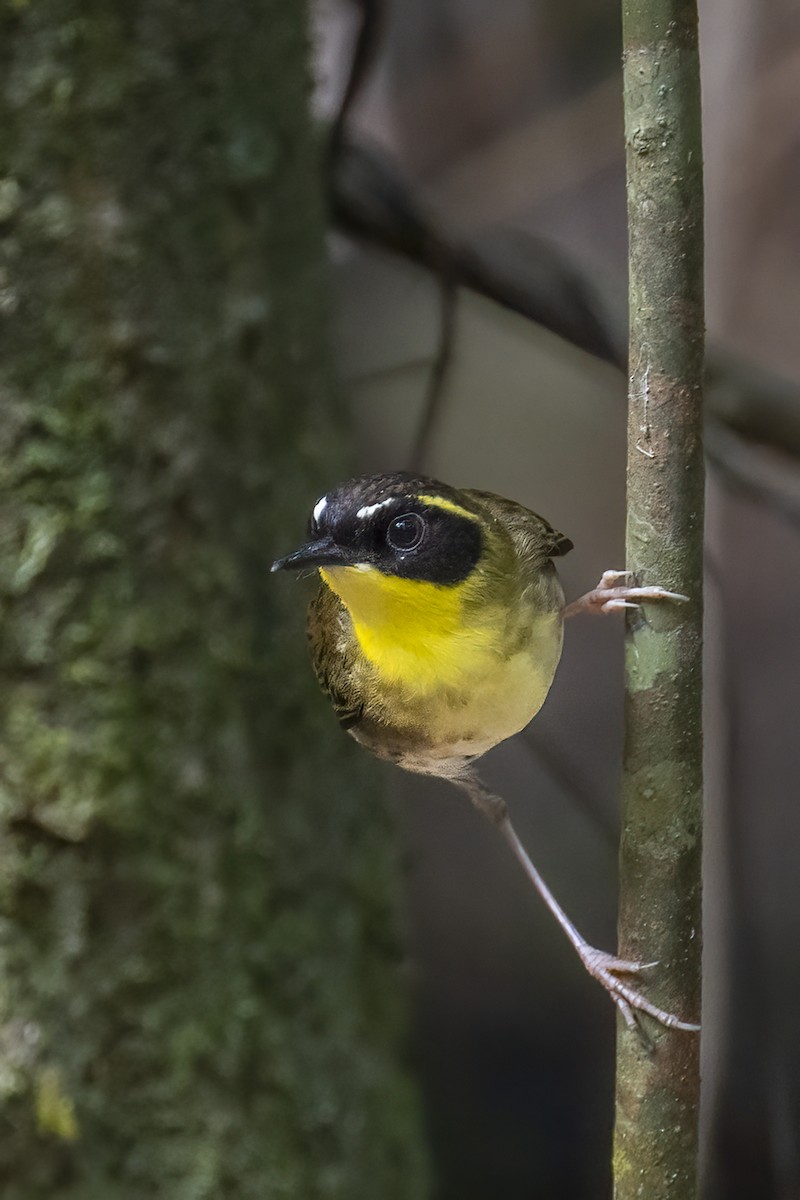 Yellow-throated Scrubwren - ML624069559