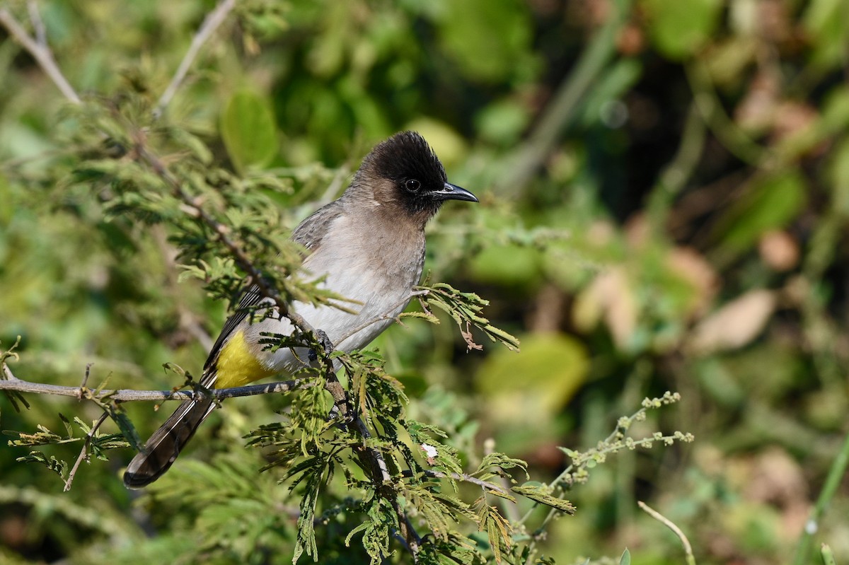 Common Bulbul (Dark-capped) - ML624069569