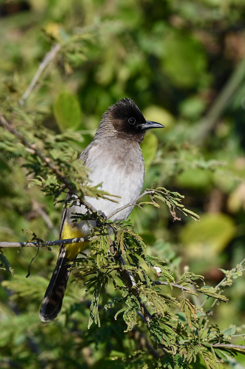 Common Bulbul (Dark-capped) - ML624069570