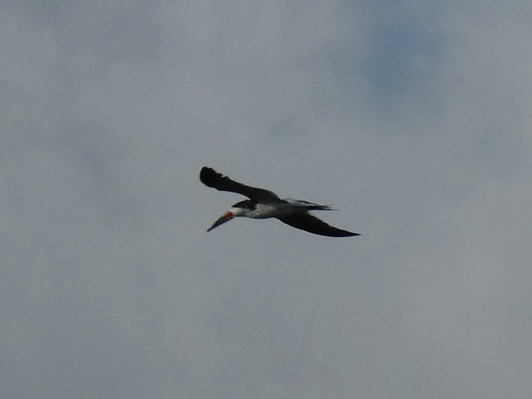 Black Skimmer - Kirra Loves Cats