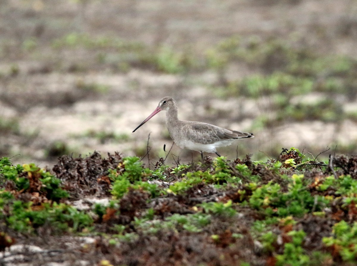 Black-tailed Godwit - ML624069594