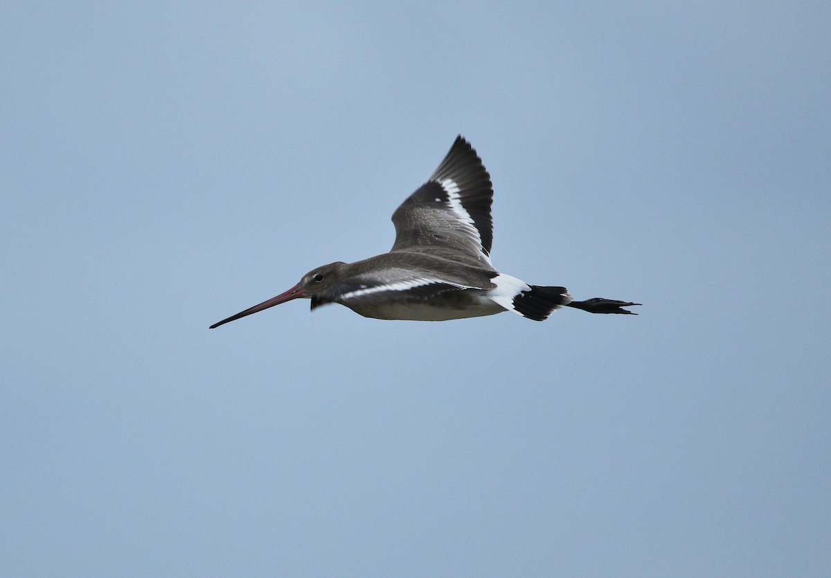 Black-tailed Godwit - ML624069595