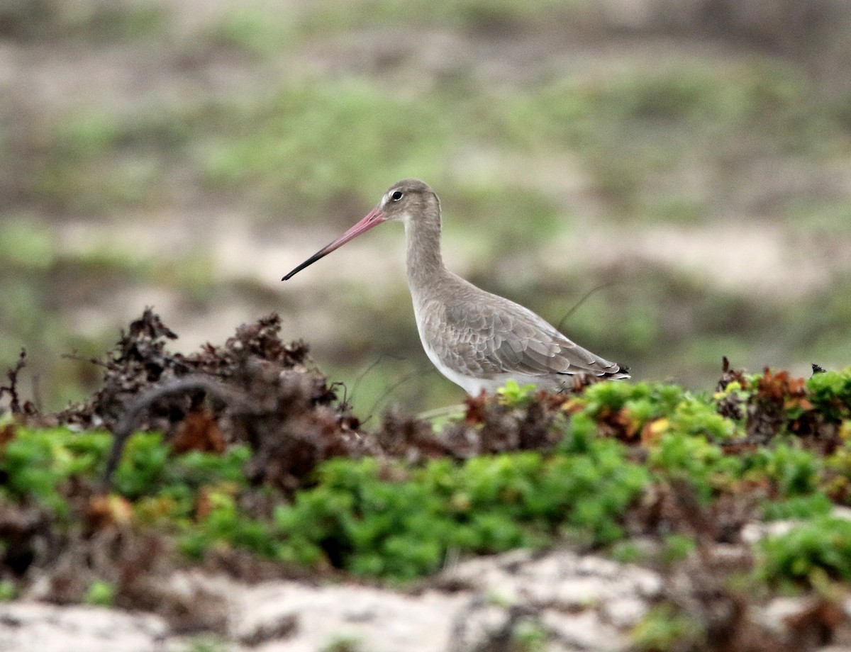 Black-tailed Godwit - ML624069596