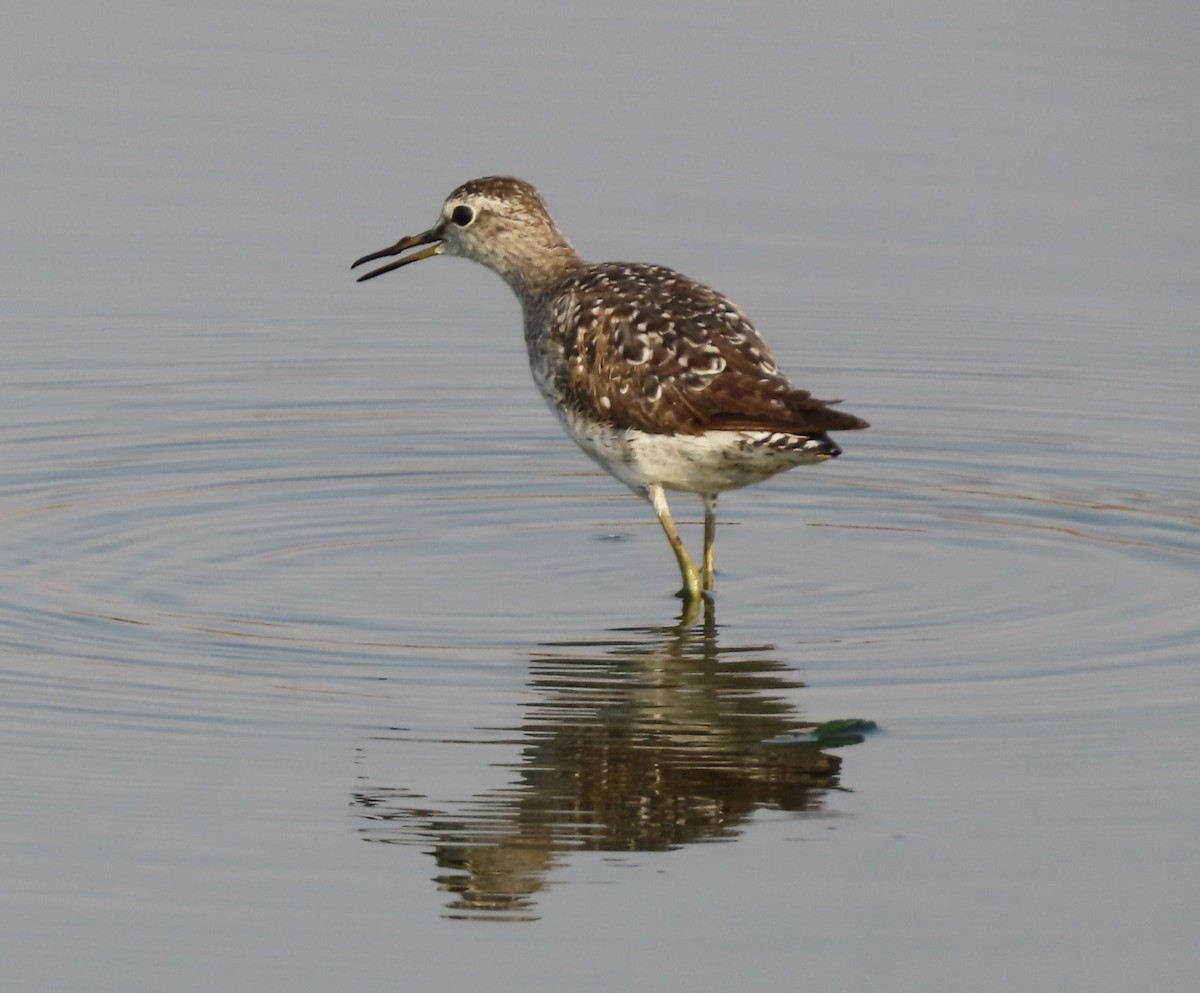 Wood Sandpiper - ML624069597