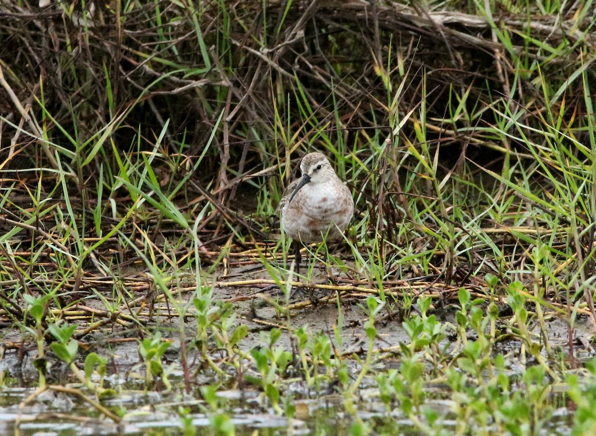 Curlew Sandpiper - ML624069598