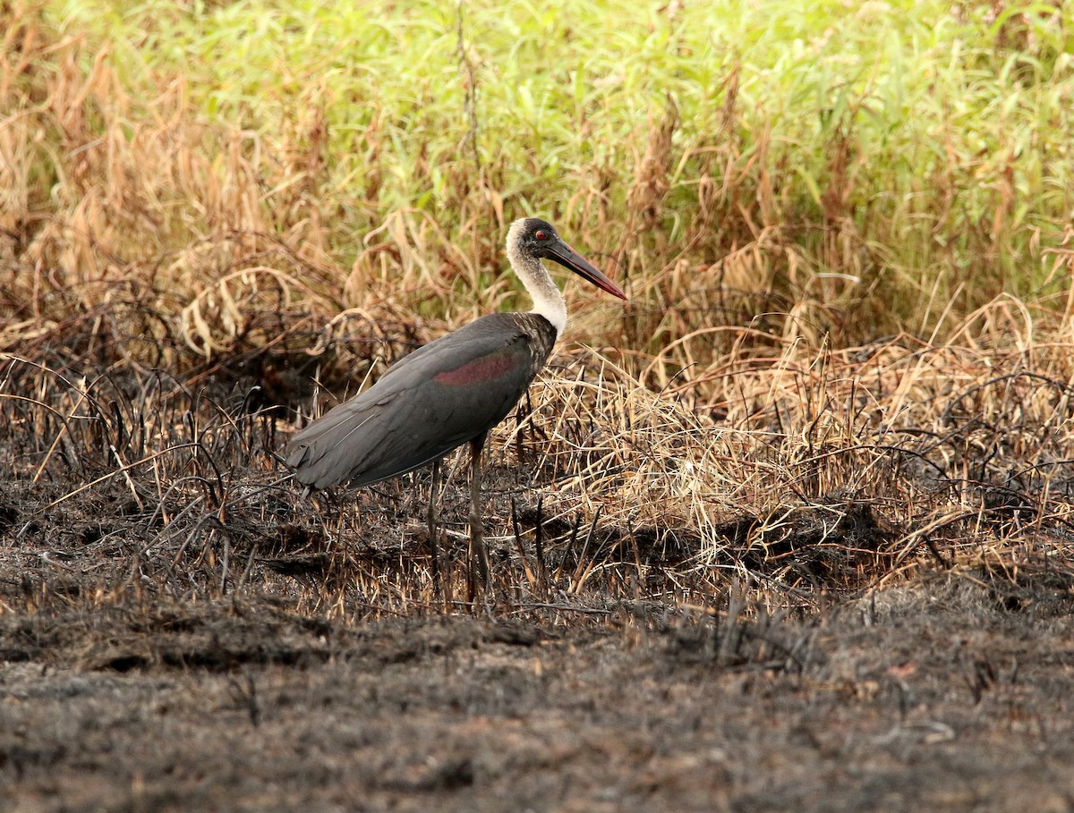 African Woolly-necked Stork - ML624069623