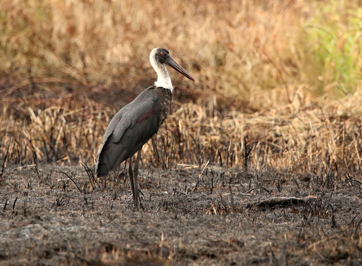 African Woolly-necked Stork - ML624069624