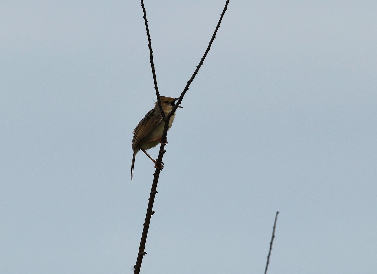 Winding Cisticola - Paul Lenrumé