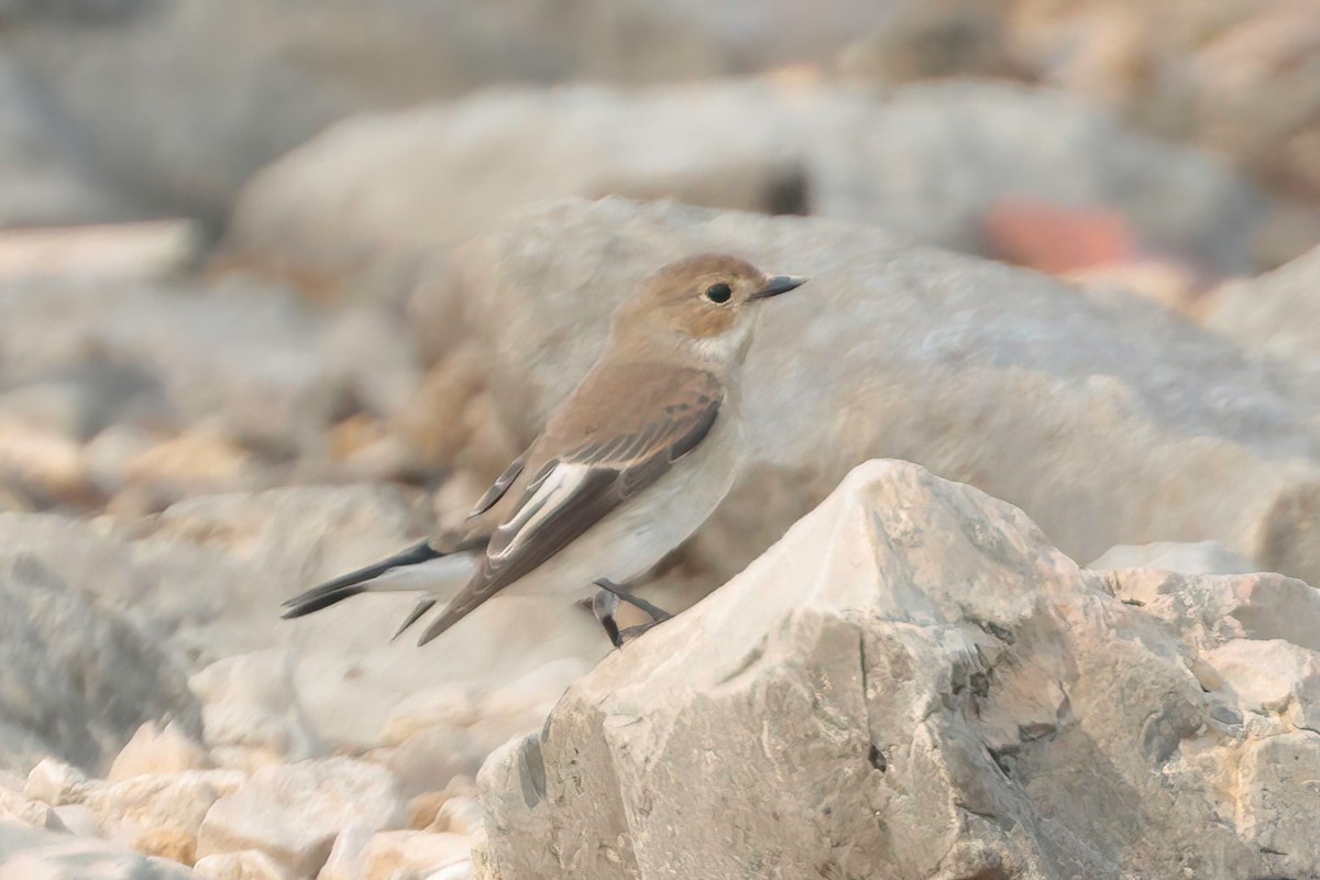 European Pied Flycatcher - ML624069635