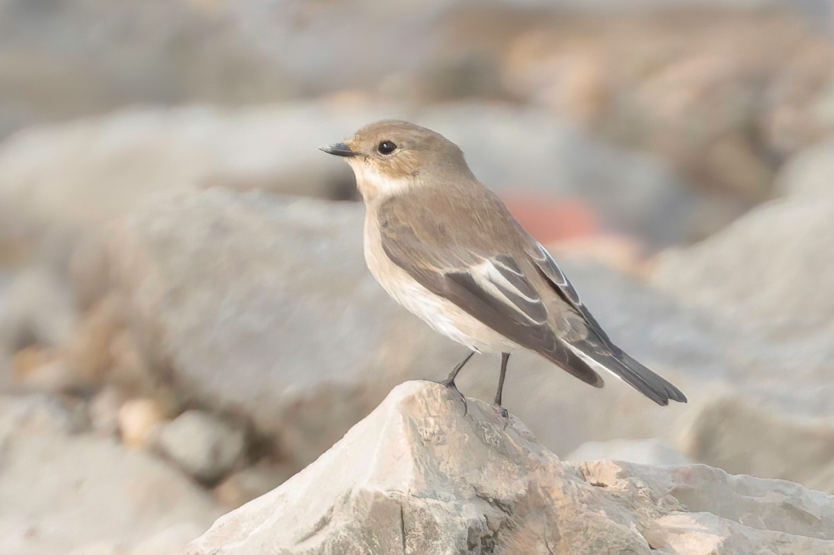 European Pied Flycatcher - ML624069636