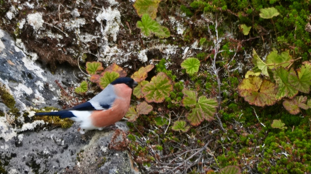 Eurasian Bullfinch - Luis Gles