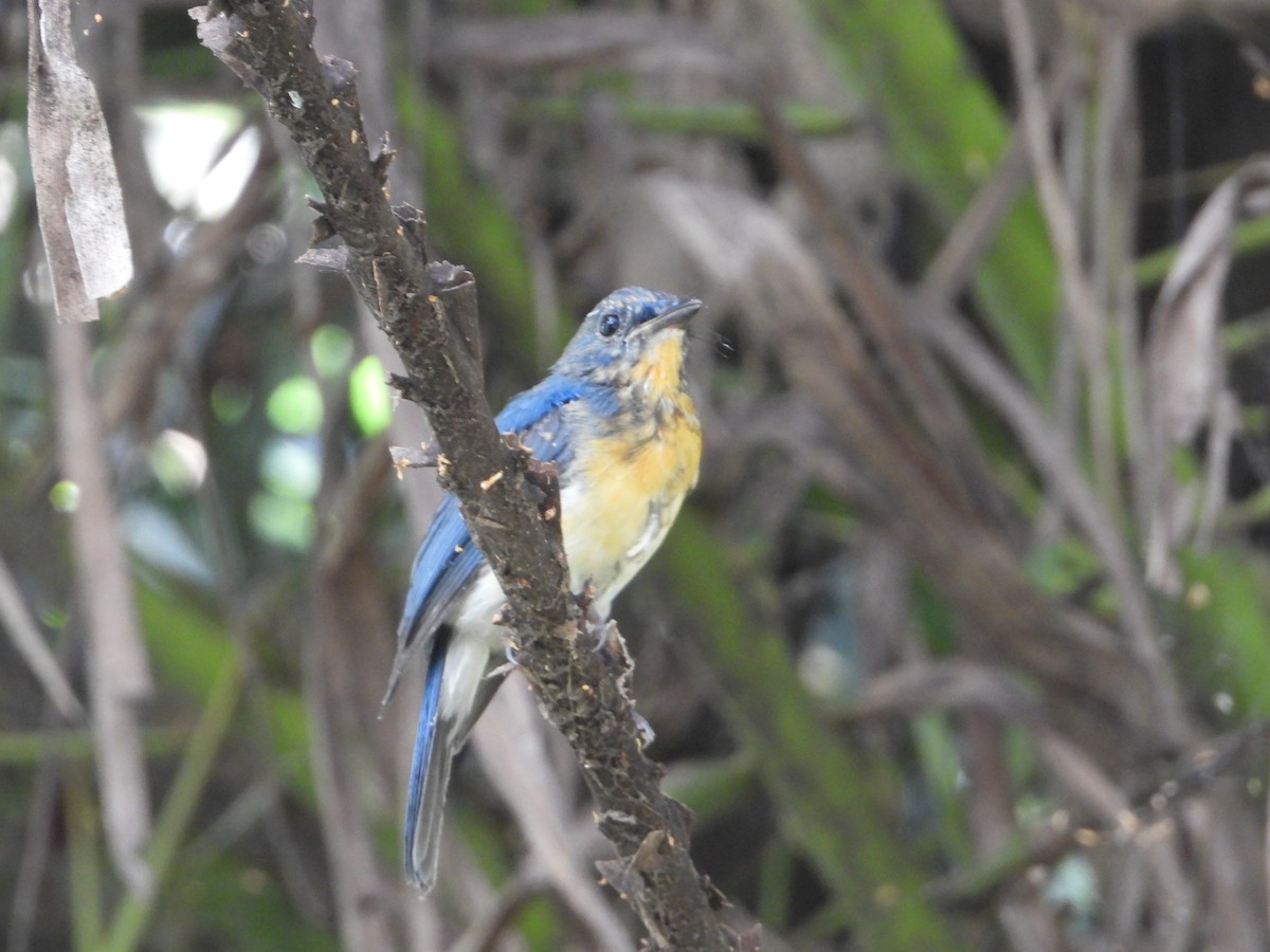 Tickell's Blue Flycatcher - Yogesh More