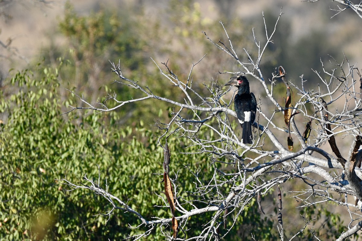 Trumpeter Hornbill - ML624069670