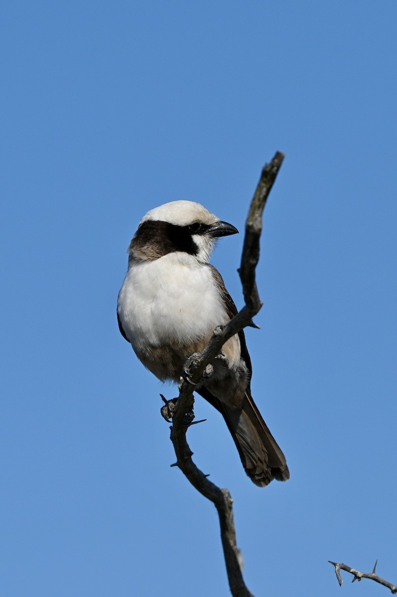 White-crowned Shrike - ML624069709