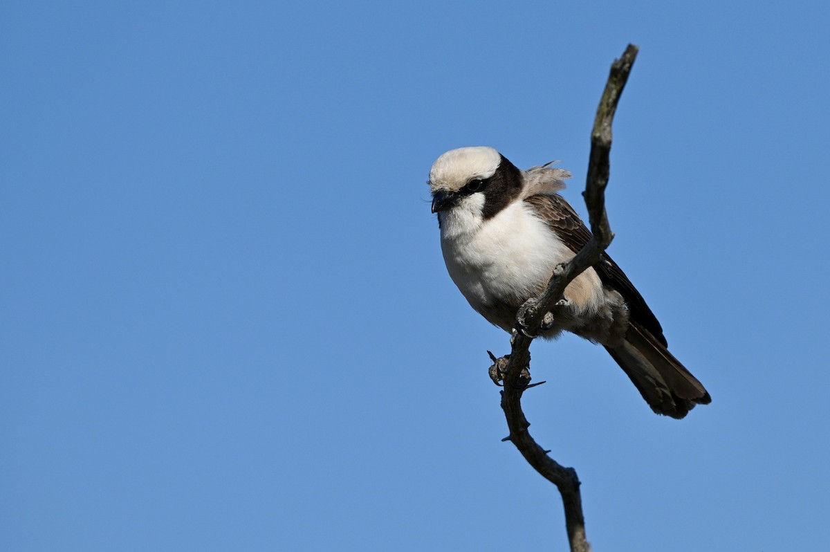 White-crowned Shrike - ML624069710