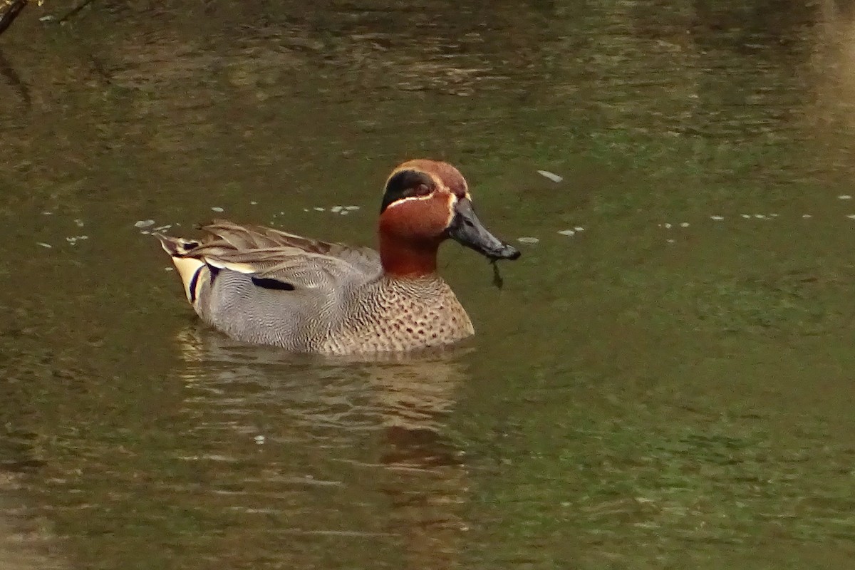 Green-winged Teal - ML624069717