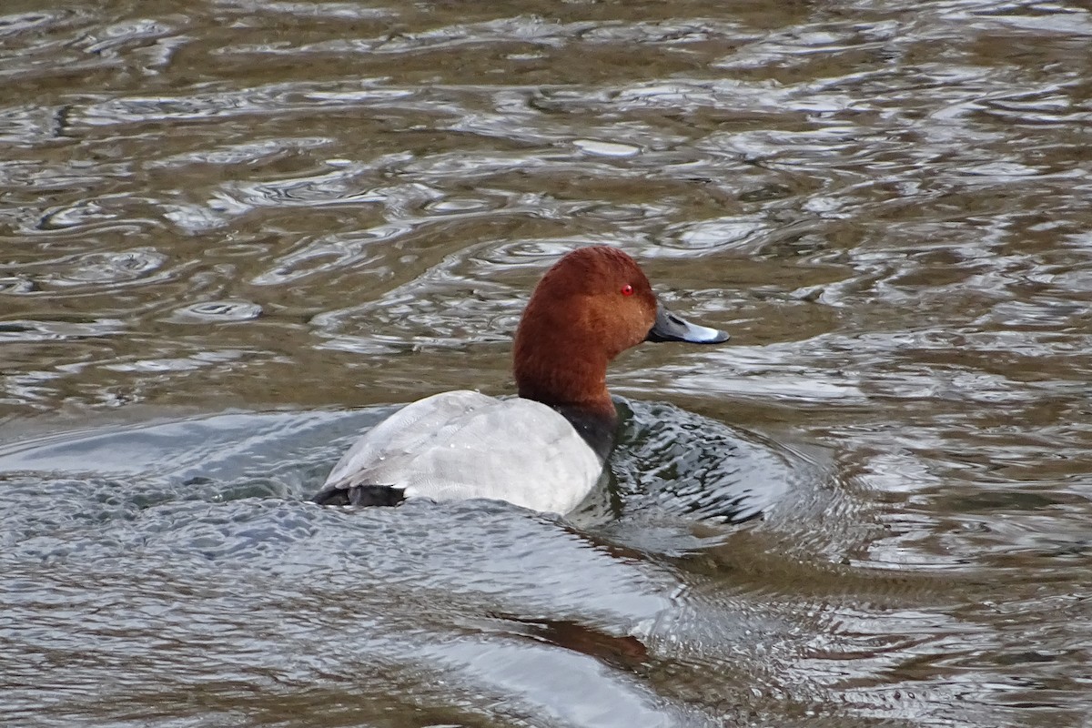 Common Pochard - ML624069720