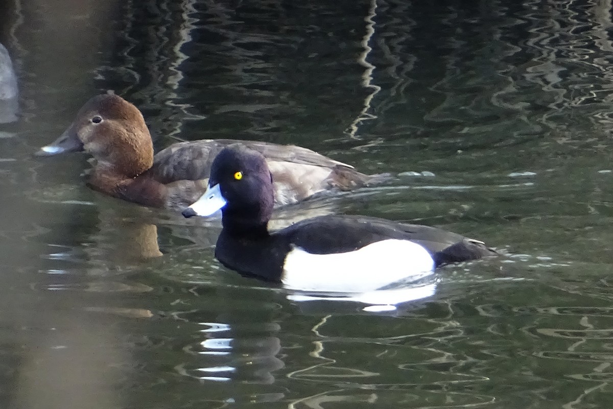 Tufted Duck - ML624069726