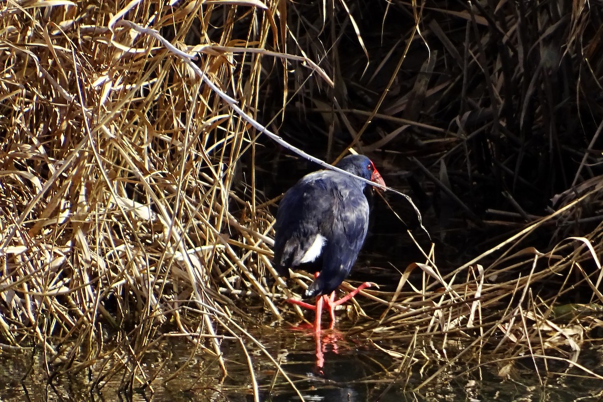 Western Swamphen - ML624069727