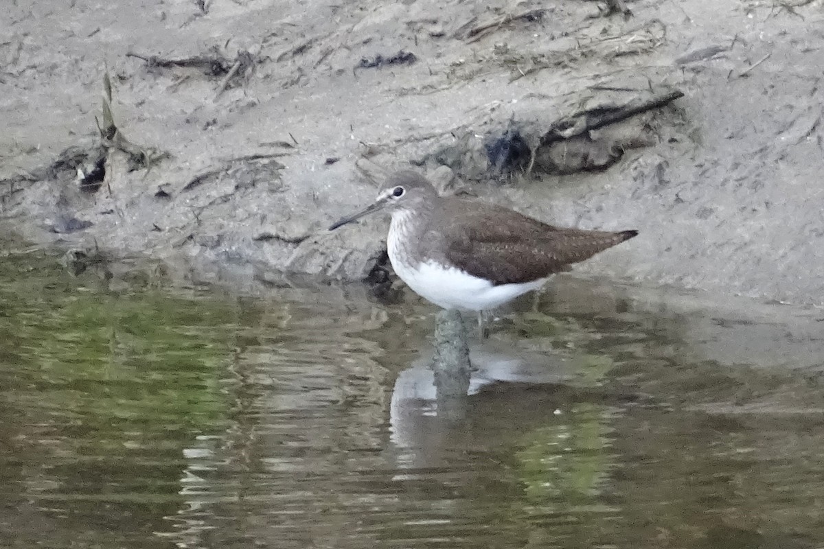 Green Sandpiper - ML624069728