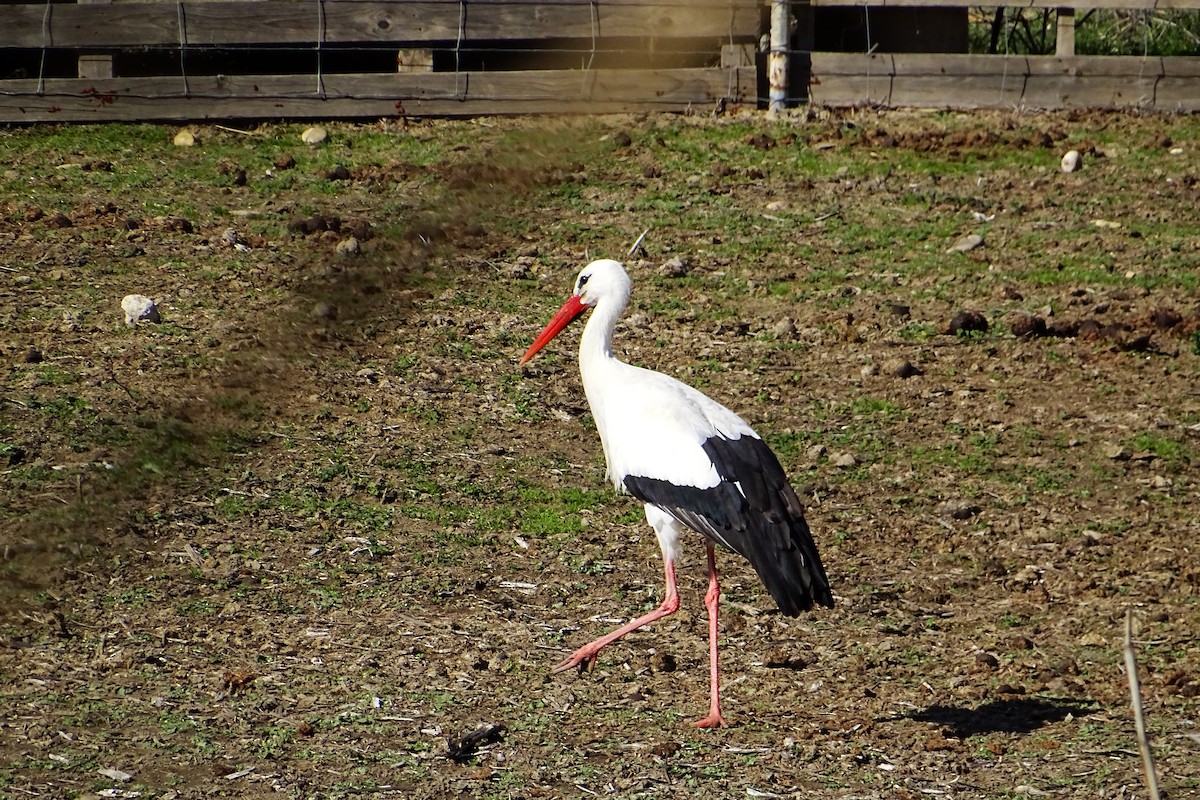 White Stork - ML624069730