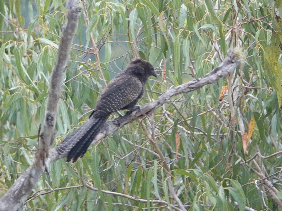 Pheasant Coucal (Pheasant) - ML624069734