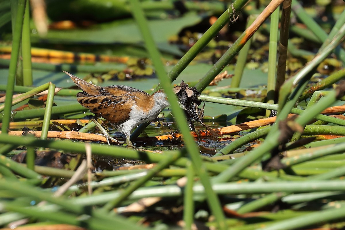 ヒメクイナ - ML624069736