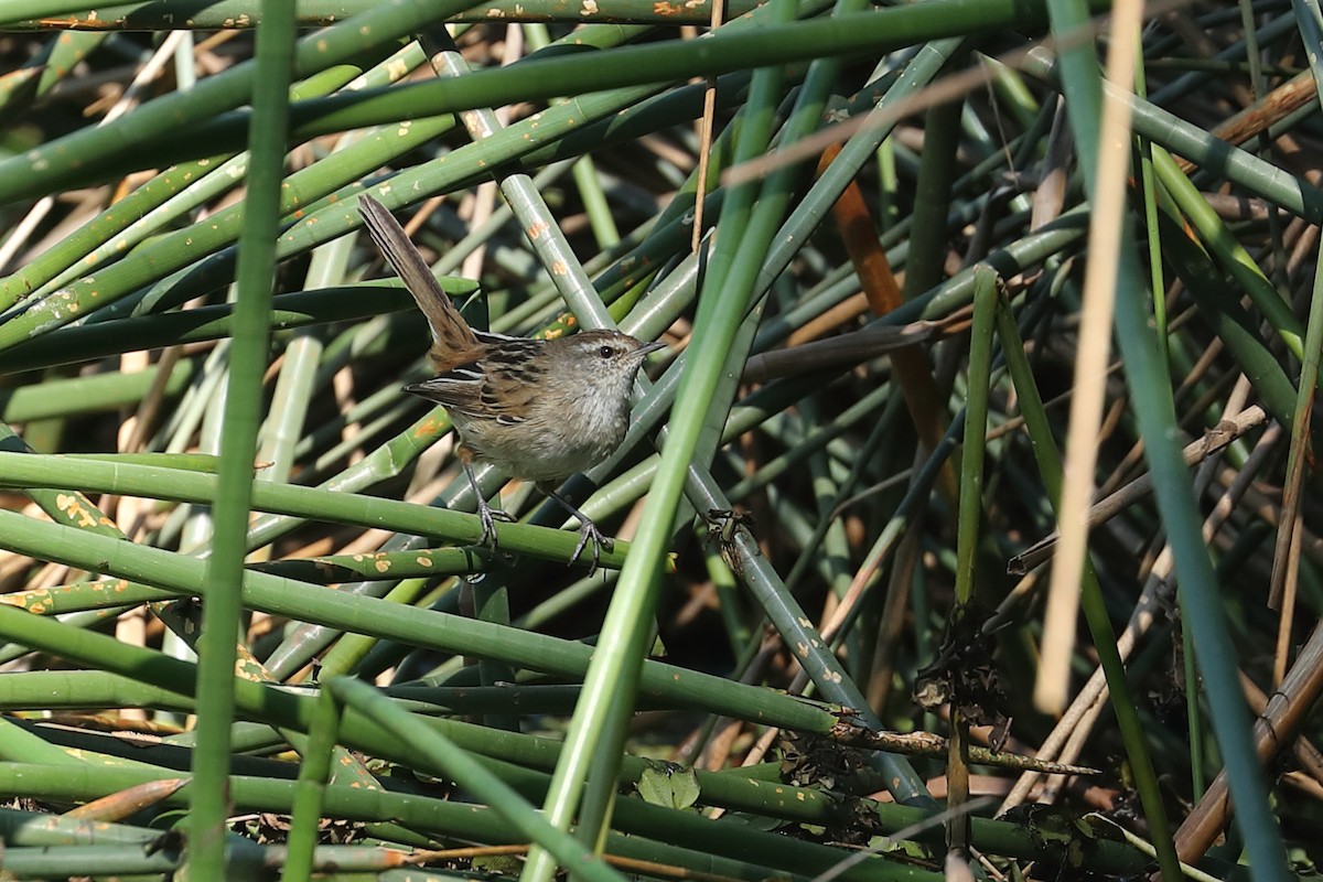 シマオオセッカ - ML624069744