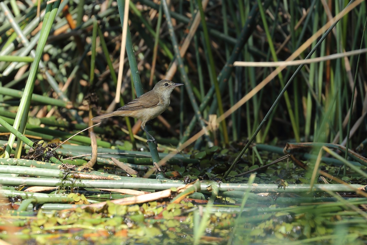 オーストラリアヨシキリ - ML624069748