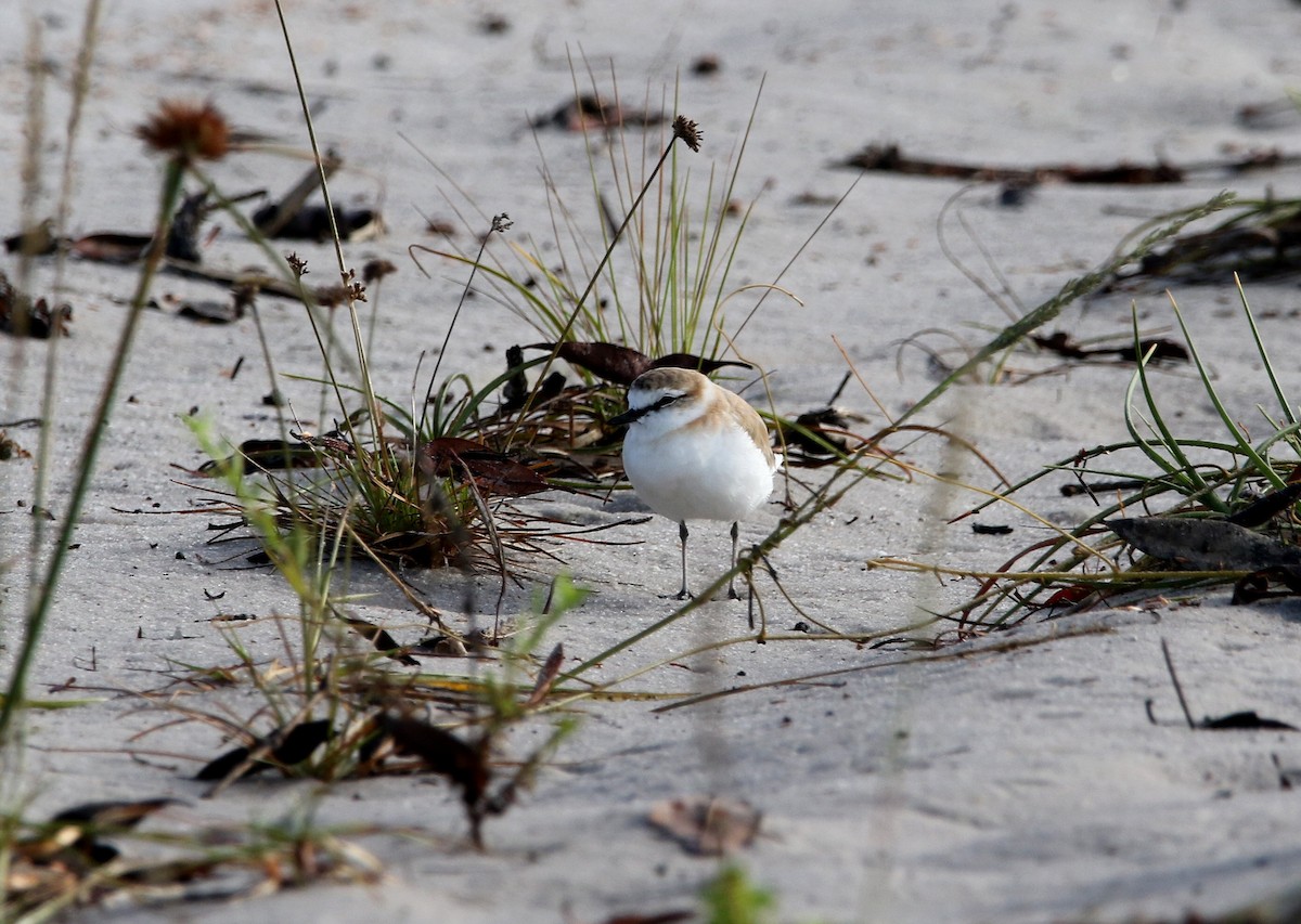 White-fronted Plover - ML624069749