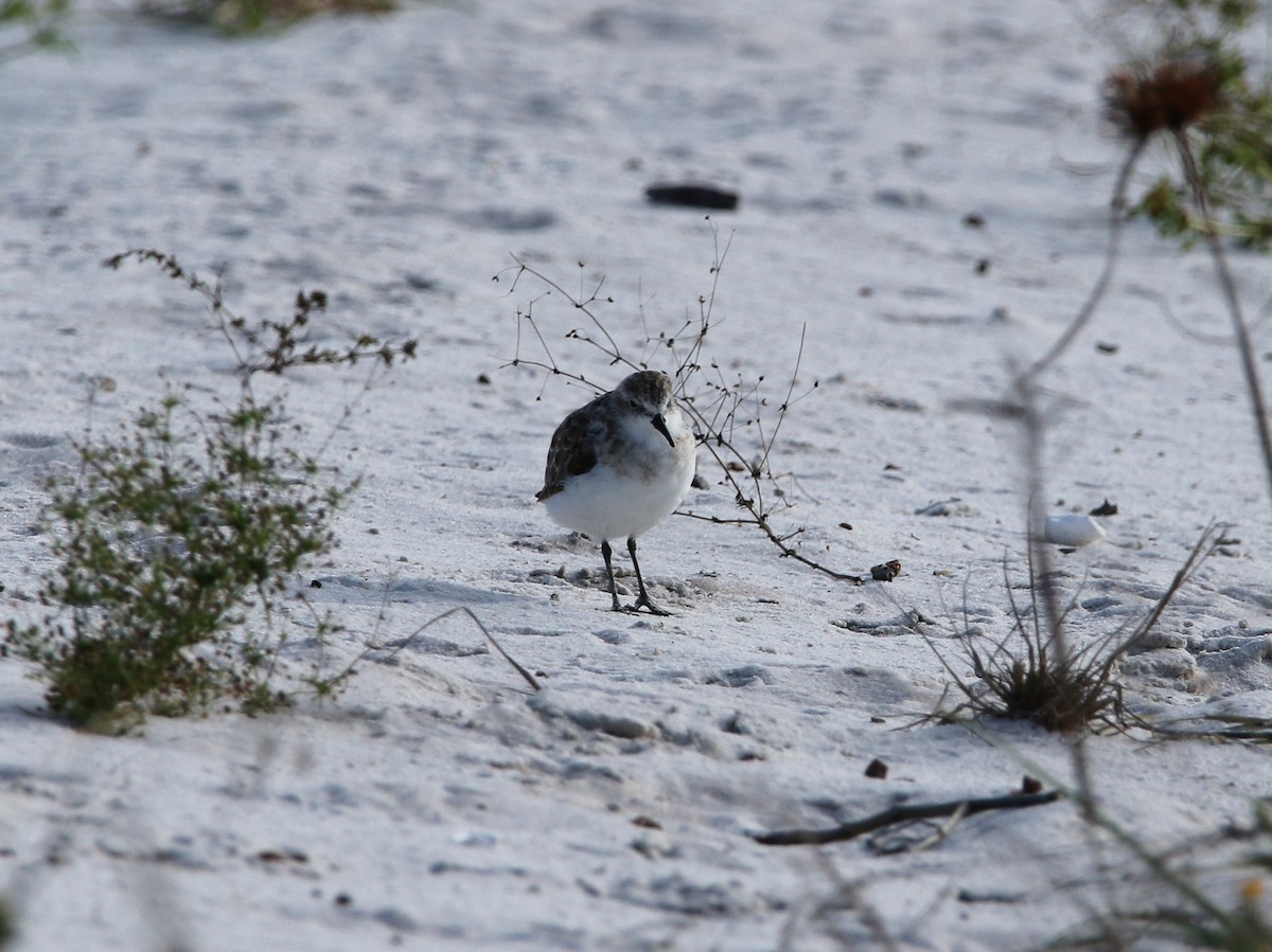 Little Stint - ML624069750