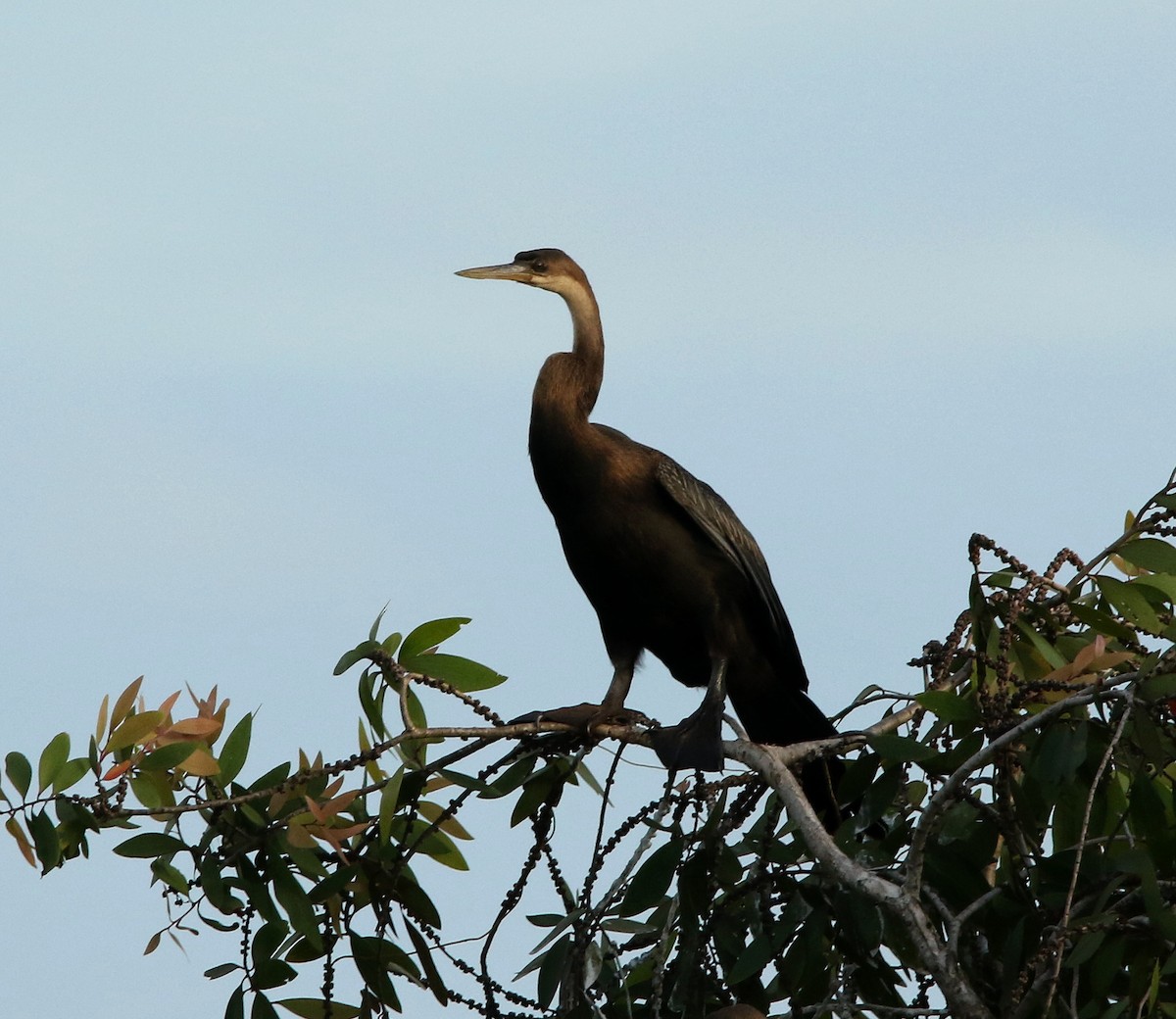 African Darter - ML624069756