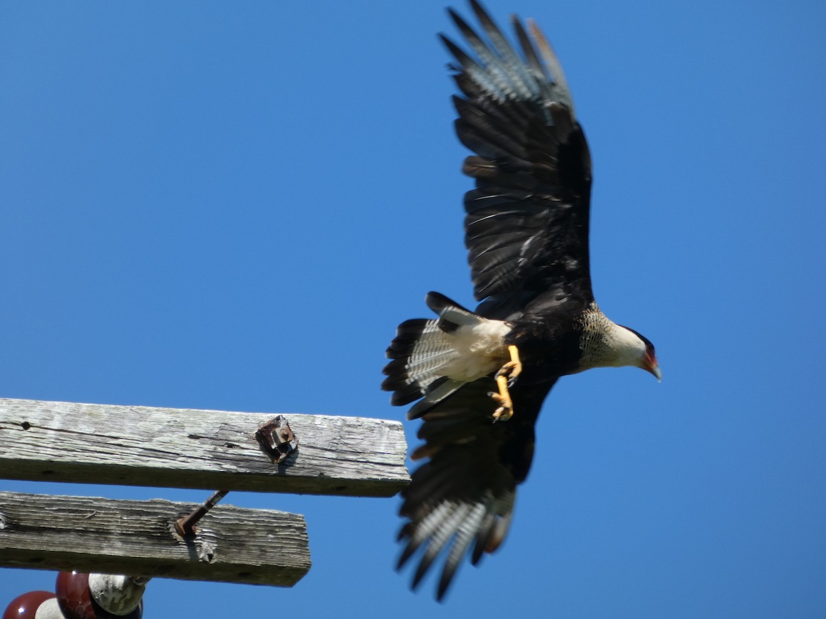 Crested Caracara - Kirra Loves Cats