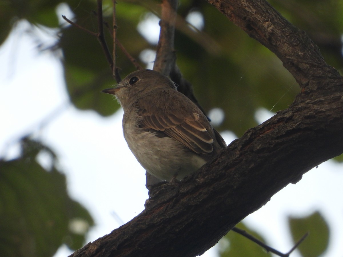 Asian Brown Flycatcher - ML624069767