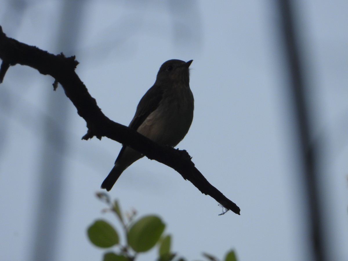 Asian Brown Flycatcher - ML624069773