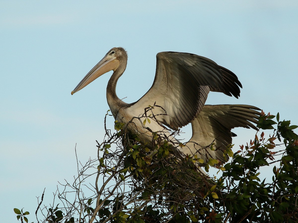 Pink-backed Pelican - ML624069774