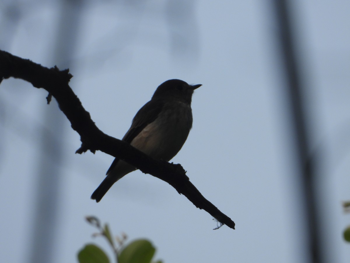 Asian Brown Flycatcher - ML624069777