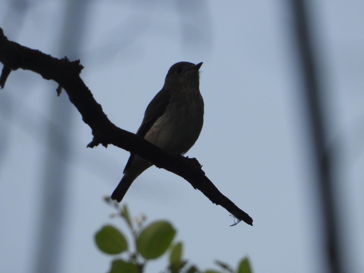 Asian Brown Flycatcher - Yogesh More