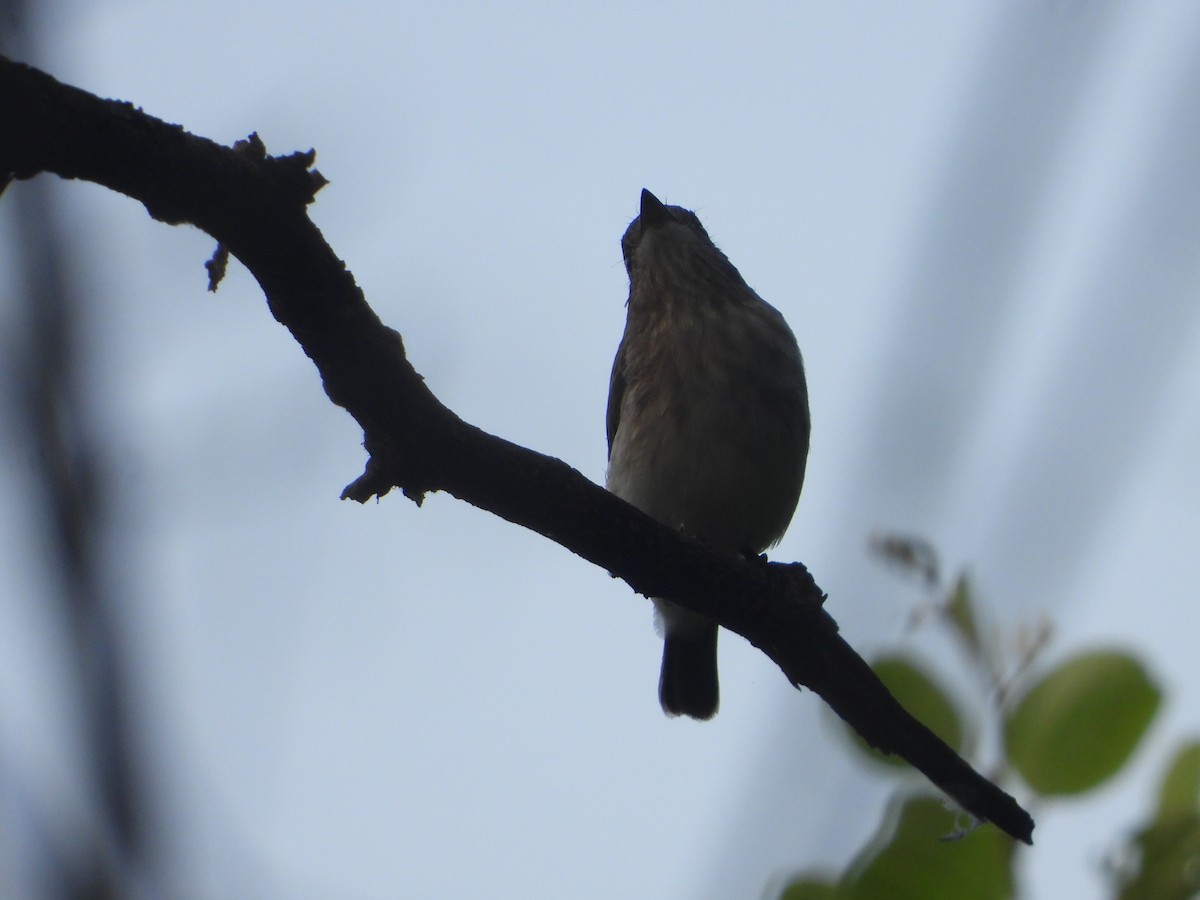 Asian Brown Flycatcher - ML624069779