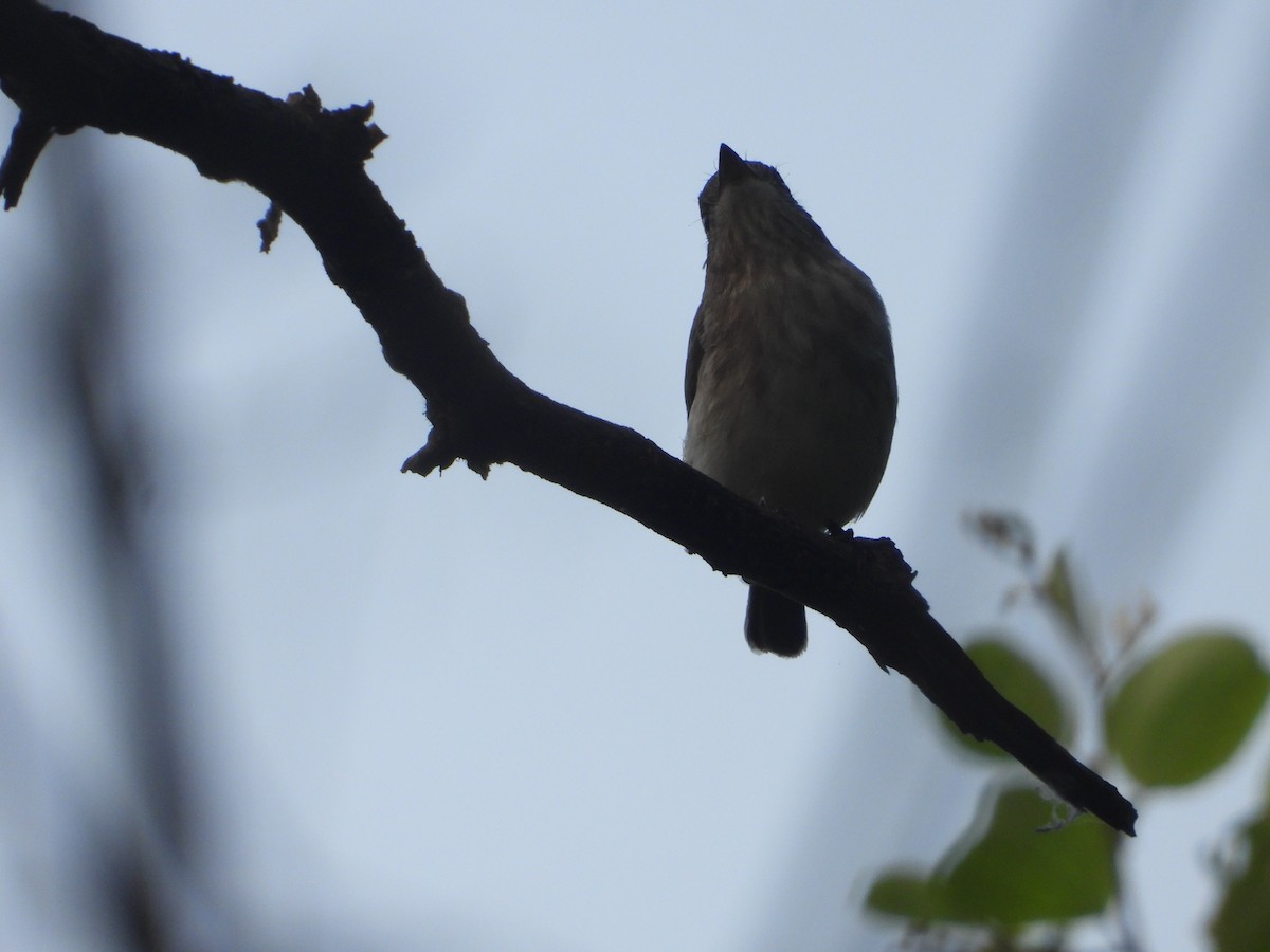 Asian Brown Flycatcher - ML624069780