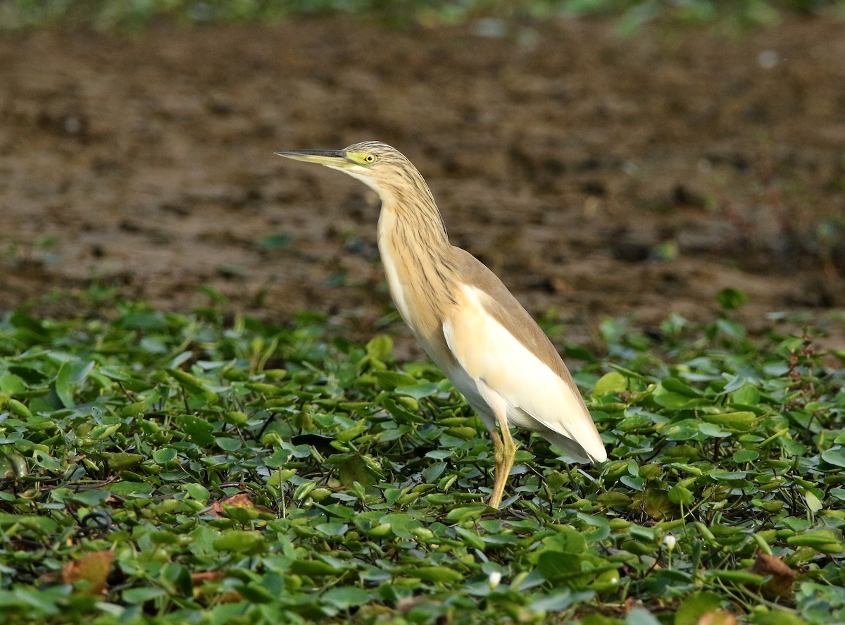 Sgarza ciuffetto - ML624069782