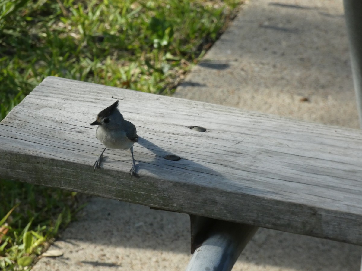 Black-crested Titmouse - ML624069787