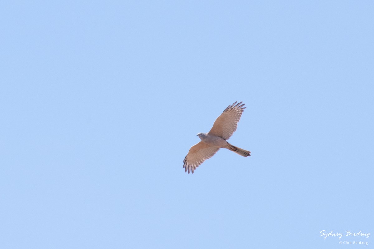 Brown Goshawk - ML624069788