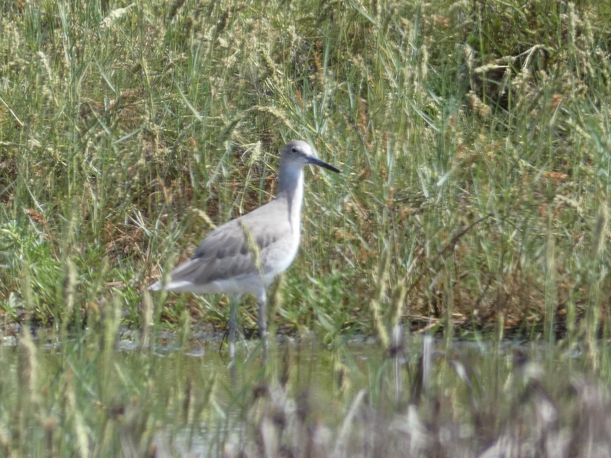 Willet - ML624069794