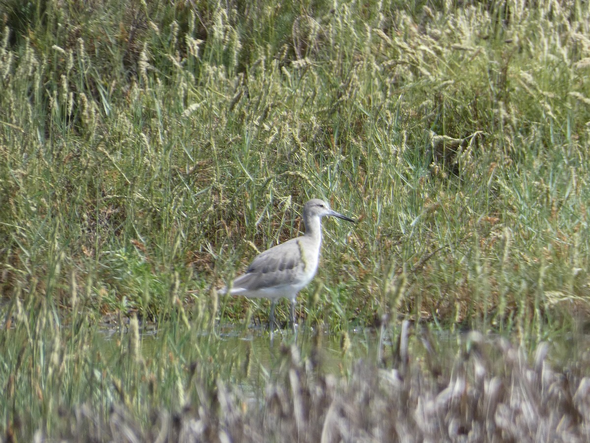 Willet - ML624069795