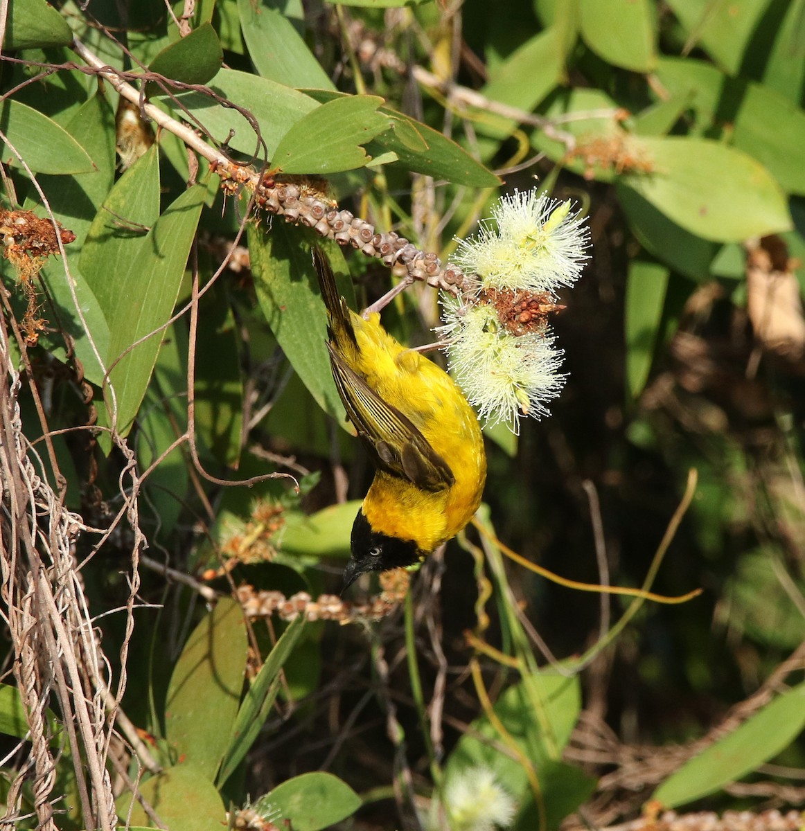 Slender-billed Weaver - ML624069796